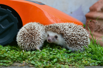 Igel und Wildtiere vor Mährobotern schützen: was man wissen muss und wie man handelt